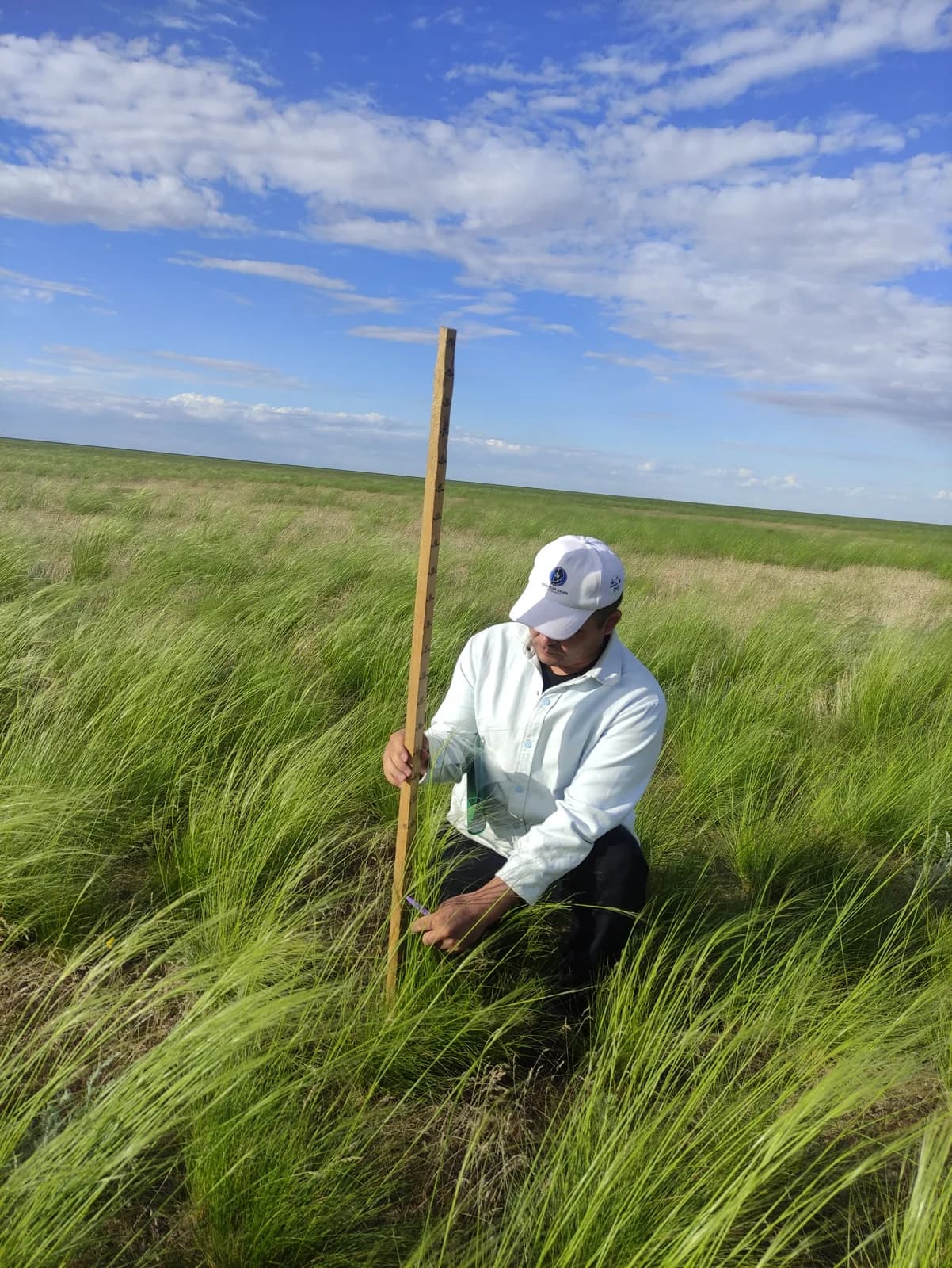 Researcher measuring pasture height