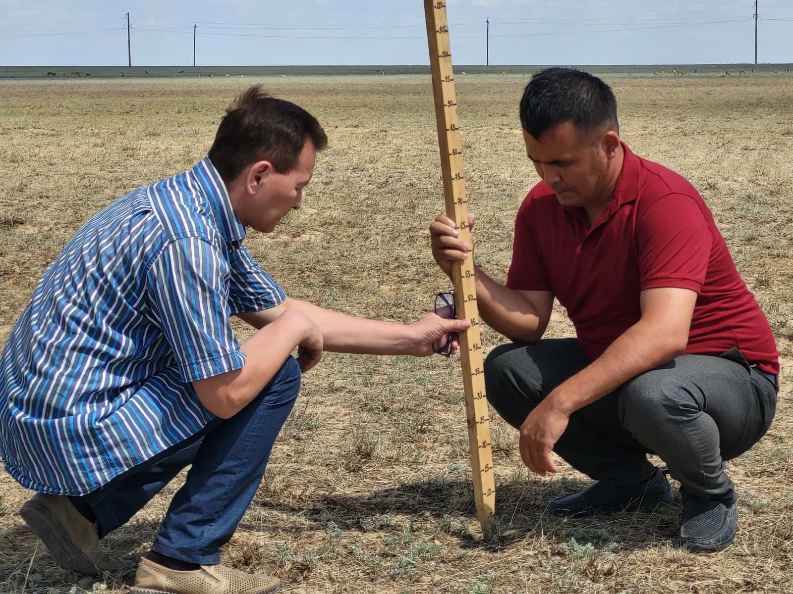 Field researchers measuring pasture vegetation