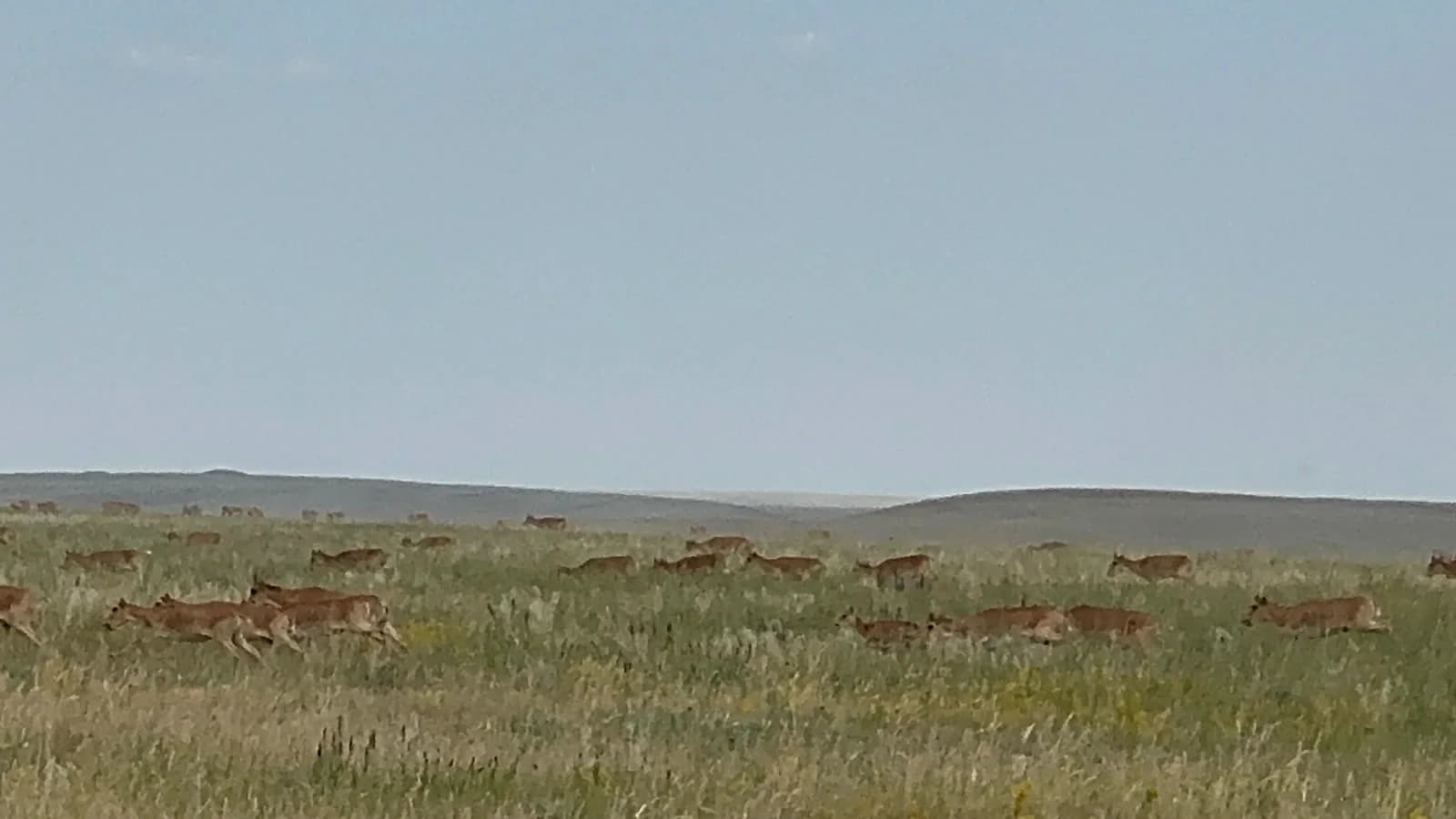 Saigas moving through steppe grassland