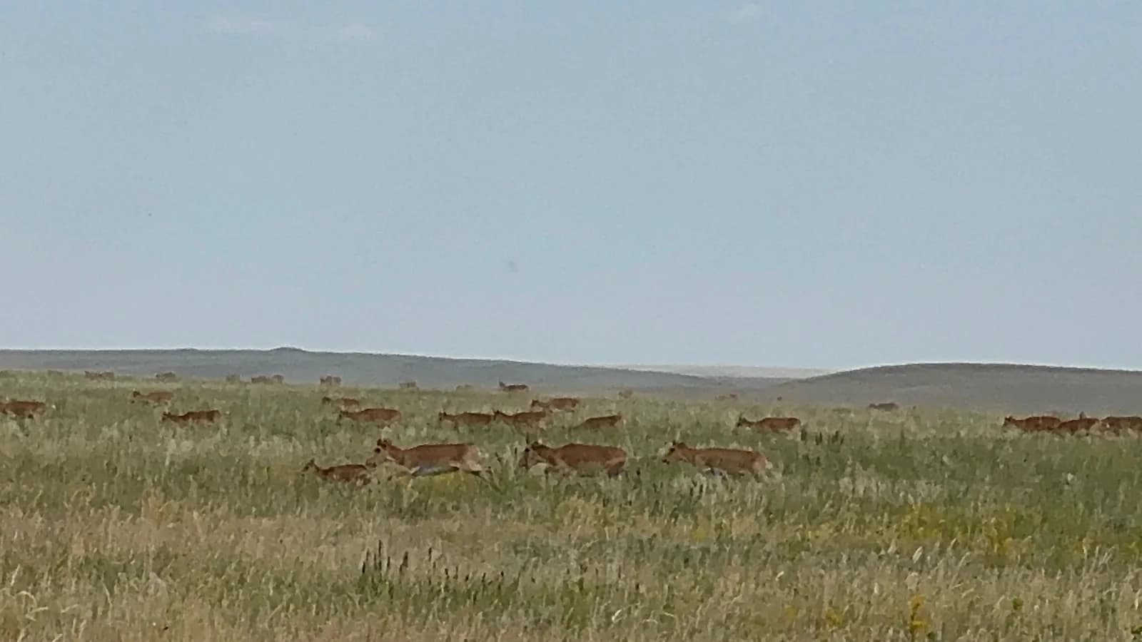 Saiga herd grazing in the steppe