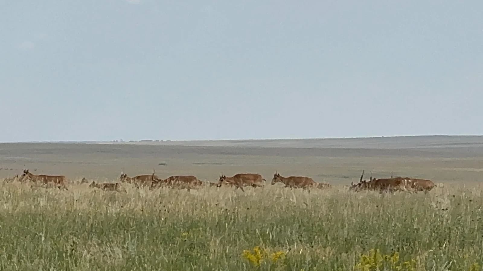 Saigas walking across open pasture