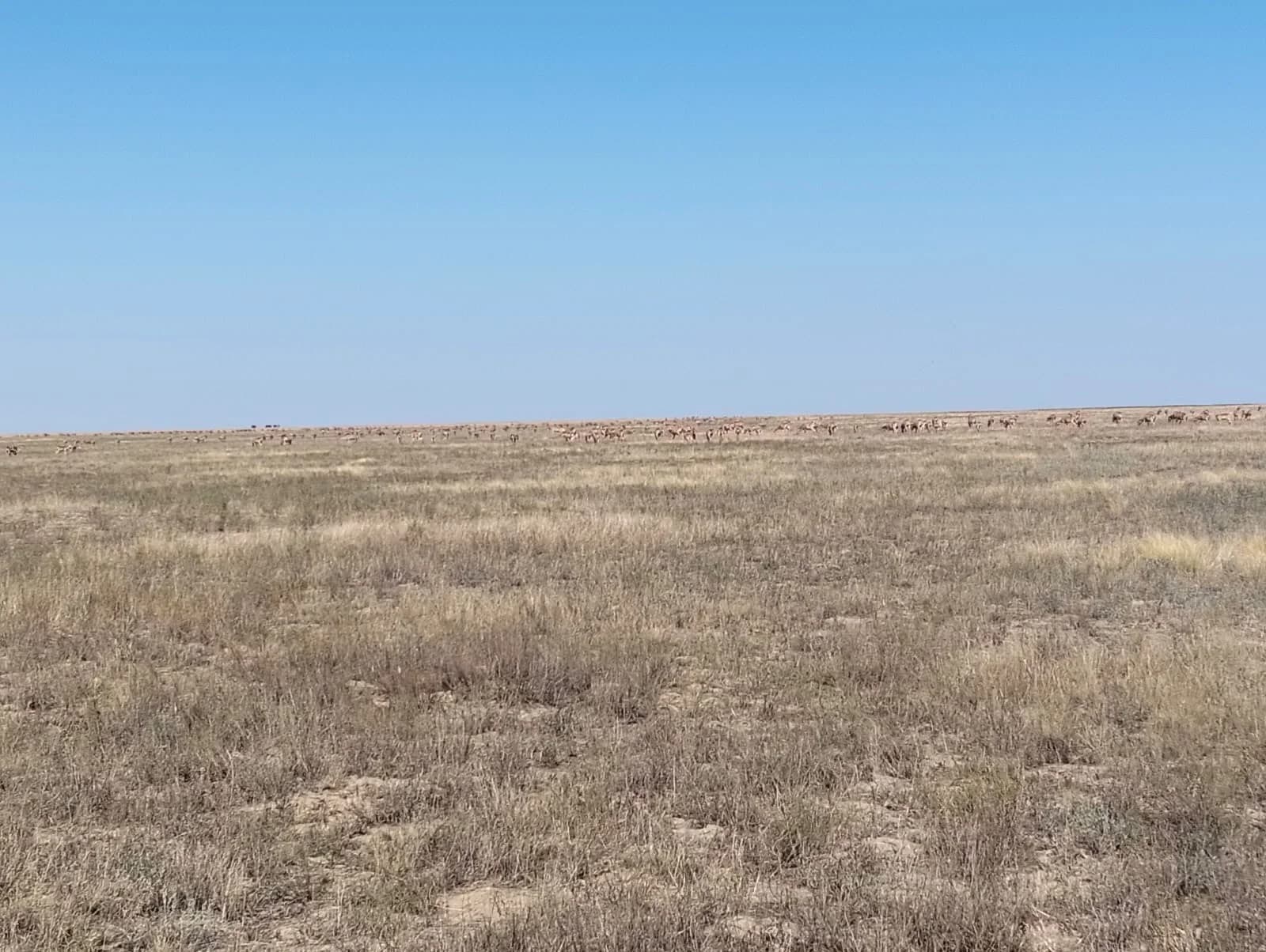 Large saiga herd on the horizon