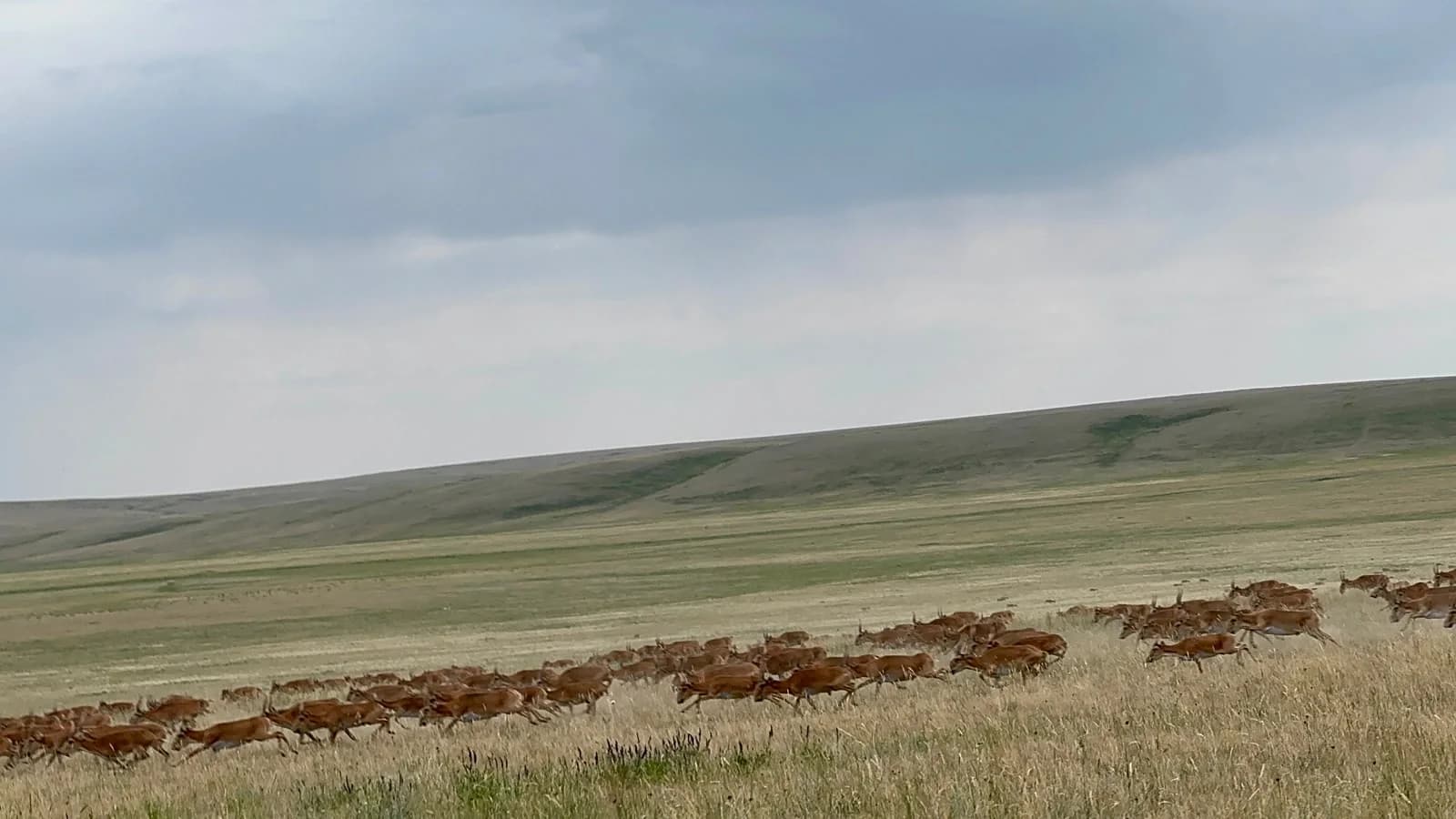 Saiga herd crossing the steppe